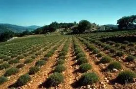 کشت 900 هزار گیاه دارویی در چهارمحال و بختیاری