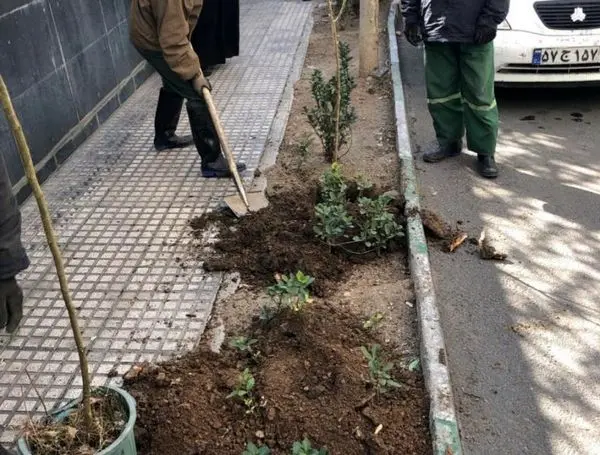 کاشت 300 نهال مثمر و غیر مثمر در منطقه 3 به مناسبت هفته هوای پاک