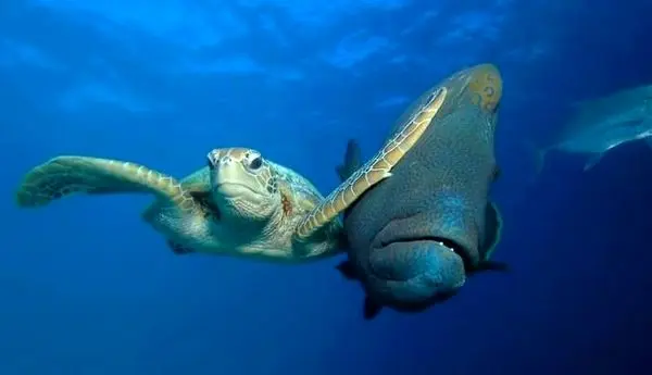 ترسناکترین لاک پشتهای دنیا +عکس