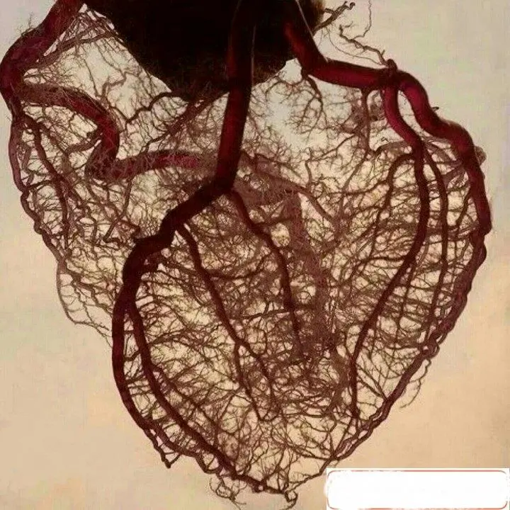 نقشه‌ی کامل رگ‌های قلب!+عکس