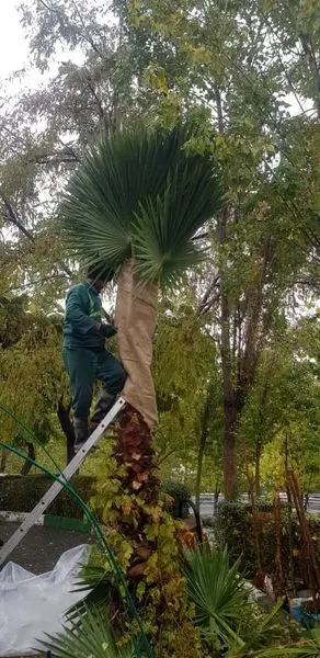 حفاظت زمستانه از نخل های شمال شرق پایتخت