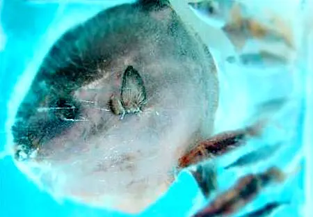 آکواریوم بسیار عجیب یخی+عکس