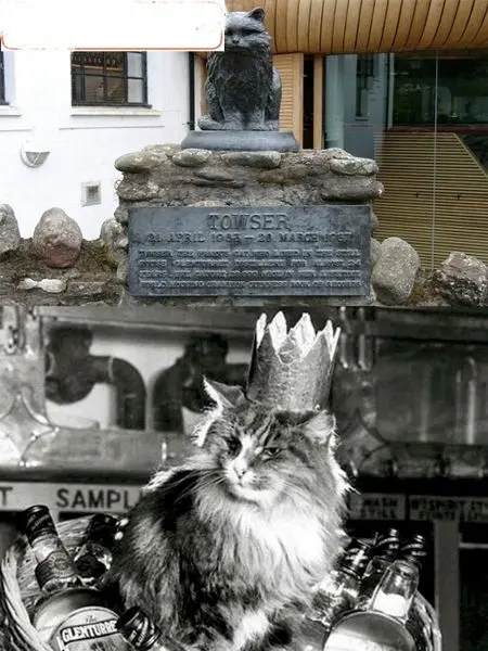 گربه ای که بهترین موش گیر جهان است+عکس