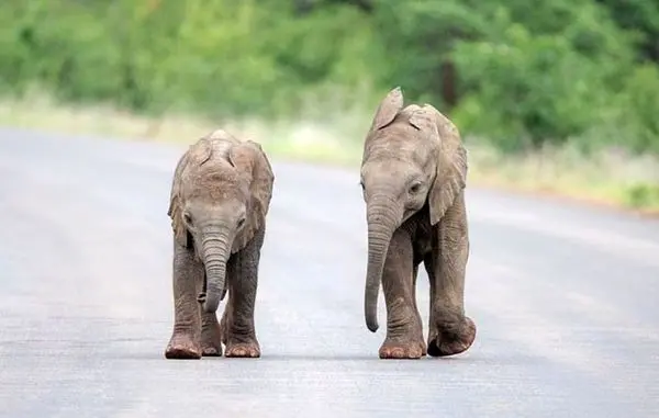 بازیگوشی دو بچه فیل+تصاویر