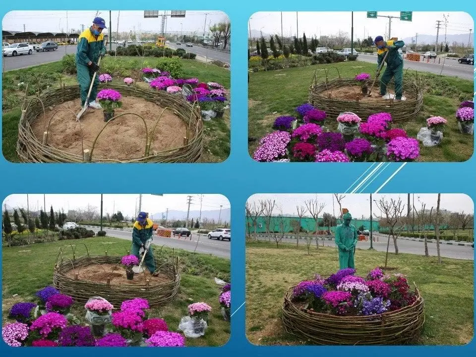 کاشت 5 هزار و 600 پیاز و گلدان لاله در منطقه15 

