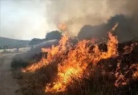 همکاری سپاه، ارتش و فراجا برای مهار بحران آتش‌سوزی گسترده جنگل‌های هیرکانی