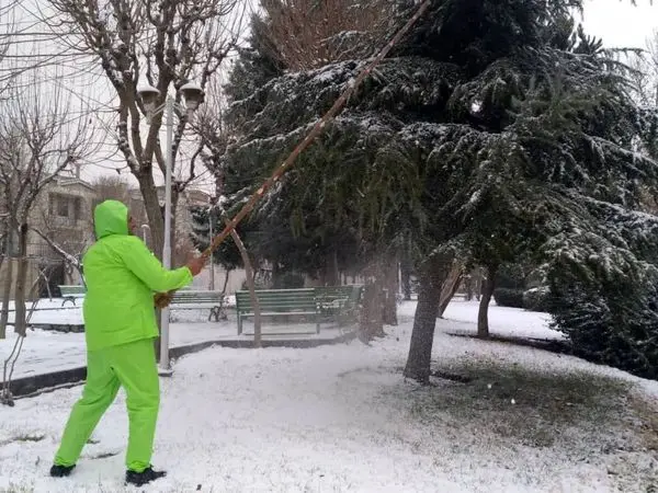 برف تکانی درختان در سطح منطقه ۲۲