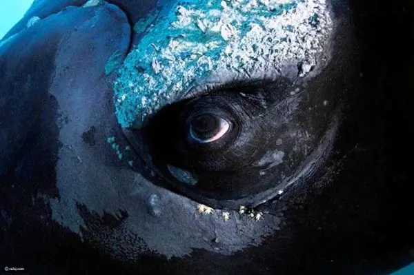  تفاوت حیرت آور چشم حیوانات از نزدیک ترین نما (+تصاویر) 