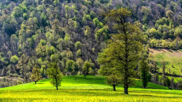 کاشتن بهترین ایدهها در جنگلهای هیرکانی