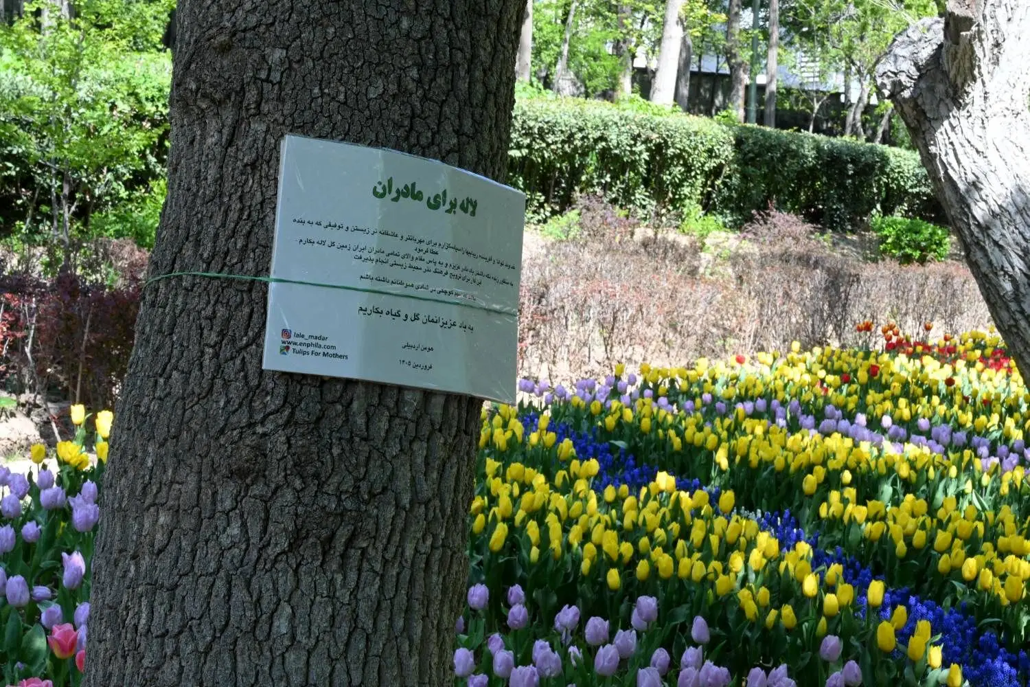 معابر منطقه یک با ۲۵۰ هزار گل فصلی بهاری شد