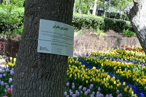 معابر منطقه یک با ۲۵۰ هزار گل فصلی بهاری شد