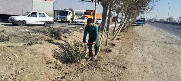 اجرای عملیات هرس و بازپیرایی 6 هزار اصله درخت در بزرگراه های منطقه 19