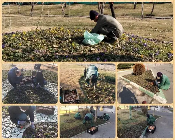  آغاز کاشت 32 هزار پیاز لاله در منطقه 15

