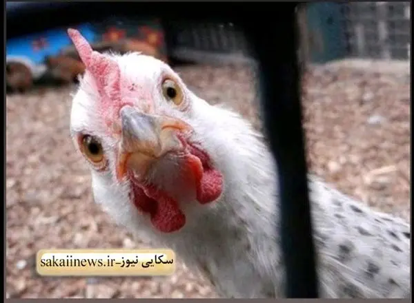 مرغ ، غذایی لاکچری