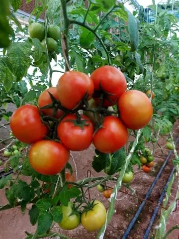 حمایت بانک کشاورزی از راه اندازی مجتمع گلخانه ای سبزی و صیفی جات در استان لرستان