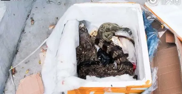 کشف حیوان خطرناک در بسته محصول بهداشتی! + عکس