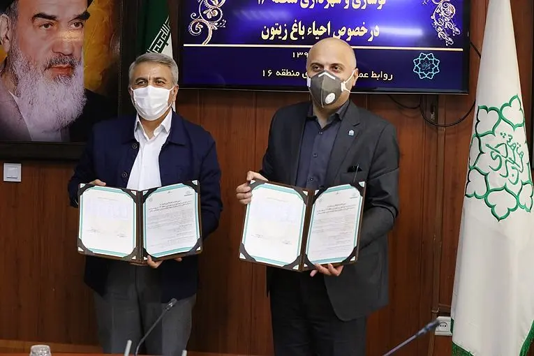 باغ زیتون در منطقه 16 احیا می شود

