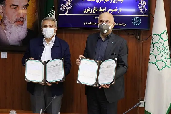 باغ زیتون در منطقه 16 احیا می شود

