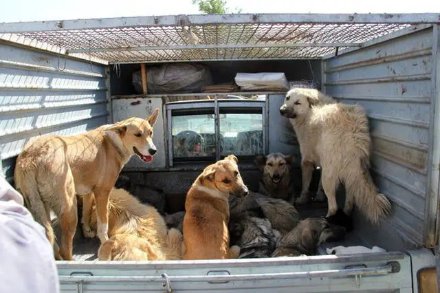 زنده گیری بیش از 1360 سگ بدون صاحب

