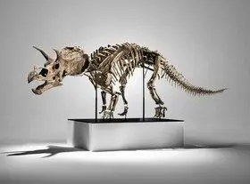 اسکلت دایناسور تریسراتوپس جوان با قیمت ۵.۴ میلیون دلار فروخته شد