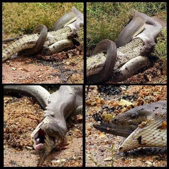 بلعیده شدن کروکودیل توسط مار پیتون+عکس
