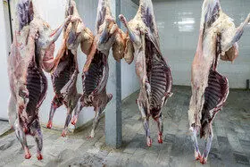 نظارت بهداشتی و شرعی دام‌های قربانی در تاسوعا و عاشورا

