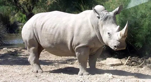 انقراض آخرین کرگدن سفید جهان+عکس