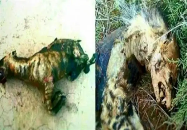 جزئیات سوزاندن ۳ کفتار در نیشابور +عکس