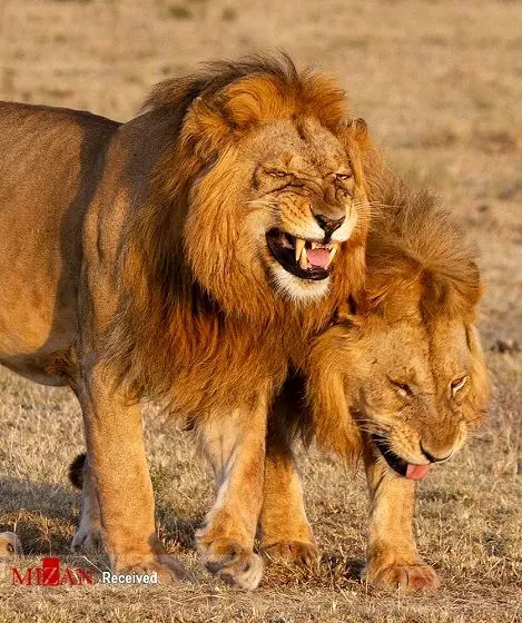 خنده دو شیر درنده+عکس