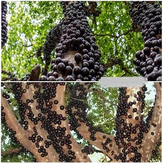 درختی که میوه ها روی تنه آن رشد می کنند+عکس