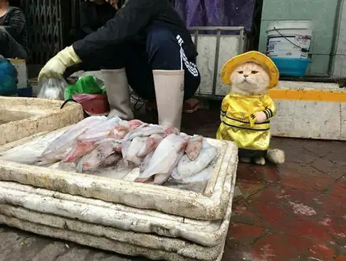 گربه بامزه و خوش تیپی که فروشنده ماهی است+عکس