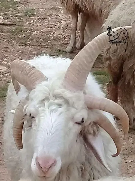 گوسفند عجیب ایرانی با 5 شاخ+عکس

