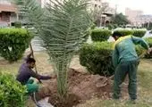 کاشت بیش از ۱۳ هزار گل فصلی در طرح استقبال از بهار

