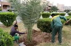 کاشت بیش از ۲۸ هزار و ۲۵۴ اصله درخت و درختچه و انواع درختان در میادین، بلوارها و بوستان های منطقه ۲۱