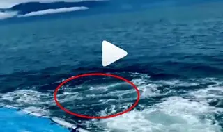 
میهمان ناخوانده‌ای که گردشگران را شوکه کرد! + عکس
