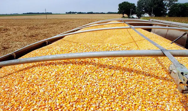 ذرت در صدر واردات کالاهای اساسی