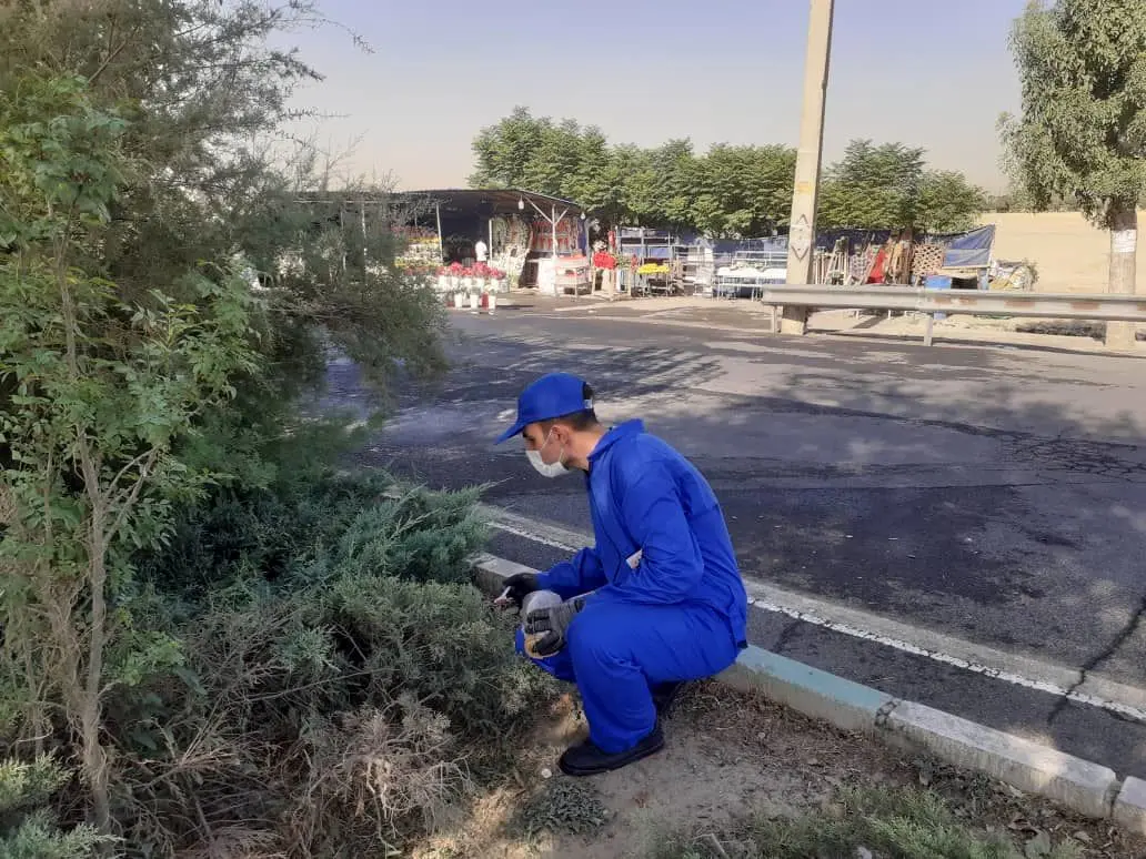 شناسایی و طعمه گذاری بیش از 1200 منفذ موش در معابر جنوب شهر  