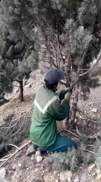 هرس و بازپیرایی درختان شمال شرق پایتخت