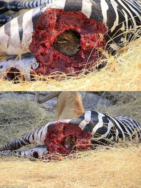 دید زدن شیر از حفره امعاء و احشاء گورخر!+عکس
