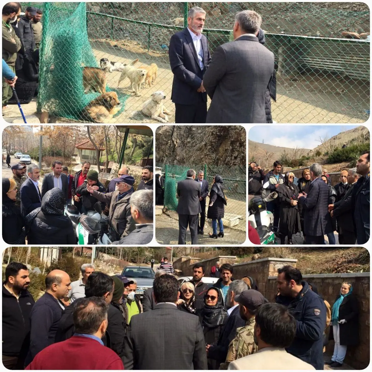 اختصاص قطعه زمینی محصور برای نگهداری ۱۰۰ قلاده سگ پرسه زن

