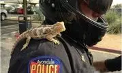 مارمولکی که به استخدام پلیس در آمده است+عکس