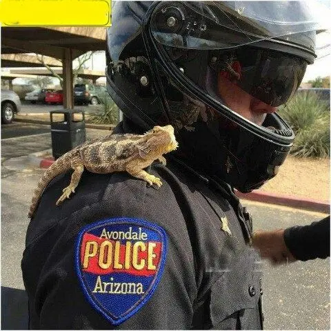 مارمولکی که به استخدام پلیس در آمده است+عکس