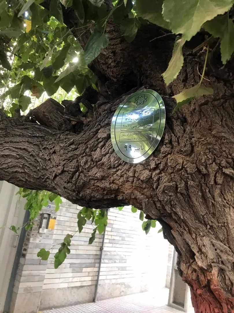 برگزاری آیین پاسداشت پلاک کوبی درختان شمال شرق تهران در هفته تهران

