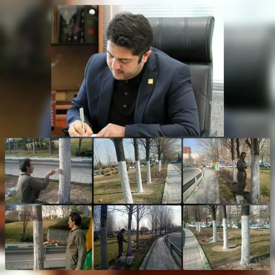  آغاز عملیات باندینگ تنه درختان در منطقه۶