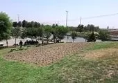 کاشت نخل تزیینی پالم  درحاشیه بزرگراه جلال احمد و کوی نصر

