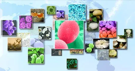 بهره‌برداری از ذخایر ژنتیکی‌؛ مهمترین برنامه سال 97