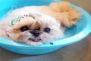 خوش استایل ترین سگ دنیا+عکس