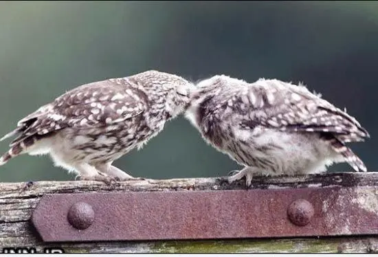 شیوه عجیب و غریب غذا خوردن دو جغد! +عکس
