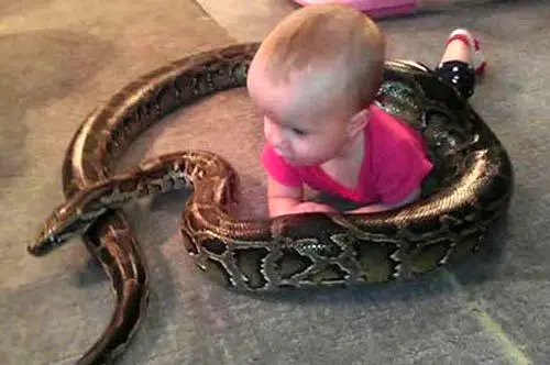 حبس شدن کودک 14 ماهه در میان بدن مار افعی+عکس