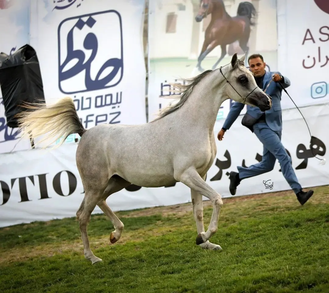 حضور بیمه حافظ در جشنواره اسب اصیل عرب

